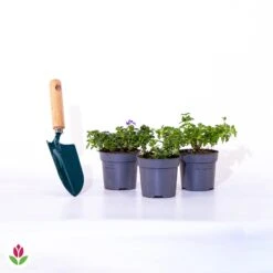 3 Verveines Rouge, Blanc, Bleu En Mélange 7 3 Verveines Rouge, Blanc, Bleu En Mélange -Promos Jardinove Magasin 001810 wil qlp 103700 5 1706782584482