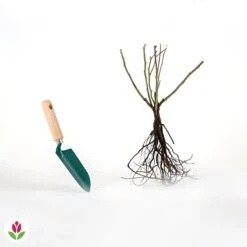 Rosier Grimpant Musimara 9 Rosier Grimpant Musimara -Promos Jardinove Magasin 006161 wil qlr 100356 5 1709564355644