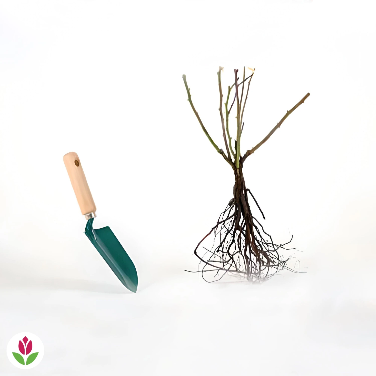 Rosier Grimpant Musimara 6 Rosier Grimpant Musimara – Image 4