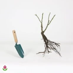 Rosier Buisson Double Delight 11 Rosier Buisson Double Delight -Promos Jardinove Magasin 006302 wil QLZ 006302 1 1708340197939