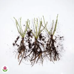 3 Mini-rosiers Randilla Rouge 7 3 Mini-rosiers Randilla Rouge -Promos Jardinove Magasin 006604 wil qlz 100373 3 1707230302160