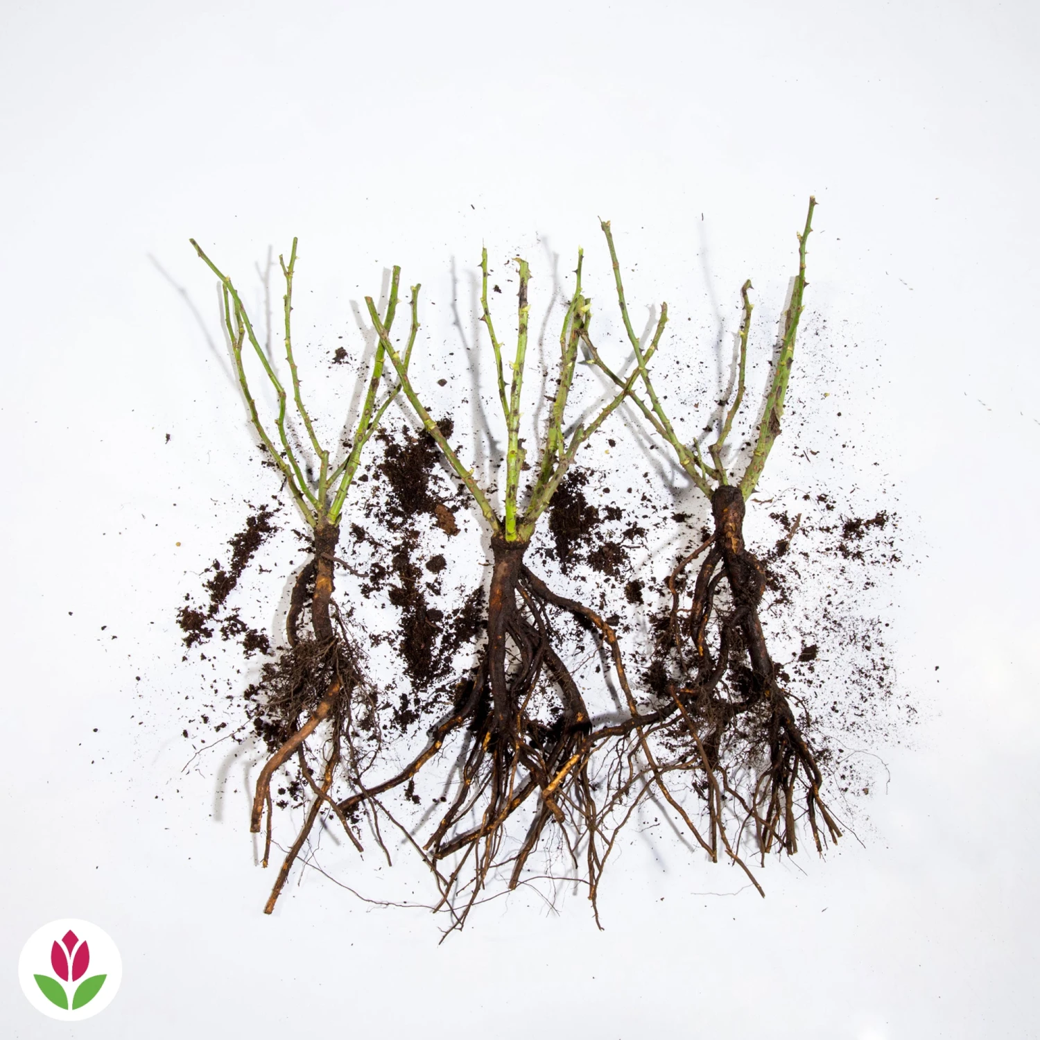 3 Mini-rosiers Randilla Rouge 5 3 Mini-rosiers Randilla Rouge – Image 3