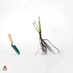 Rosier Buisson Famosa 7 Rosier Buisson Famosa -Promos Jardinove Magasin 006628 wil qlr 100378 4 1709630693182