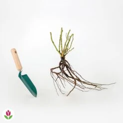 Rosier White Symphony -Promos Jardinove Magasin 006676 wil qlr 100381 3 1708339945401