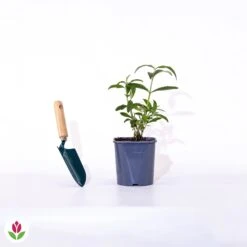 Arbre à Papillons Tricolore -Promos Jardinove Magasin 007104 wil qlp 81552 5 1706887154822