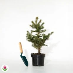 Sapin Bleu -Promos Jardinove Magasin 007386 wil qlh 100432 2 1703166720274