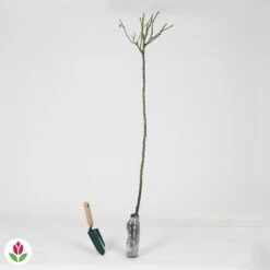 Rosier Sur Tige Osiria 8 Rosier Sur Tige Osiria -Promos Jardinove Magasin 010209 wil QLZ 010209 1 1707231271375