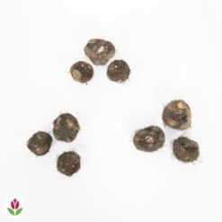 9 Bégonias Parfumées En Mélange 13 9 Bégonias Parfumées En Mélange -Promos Jardinove Magasin 011712 wil QLZ 011712 1 1709717624705