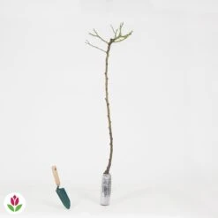 Rosier Pleureur Excelsa Sur Tige 9 Rosier Pleureur Excelsa Sur Tige -Promos Jardinove Magasin 014538 wil QLH 14538 1 1707830929164