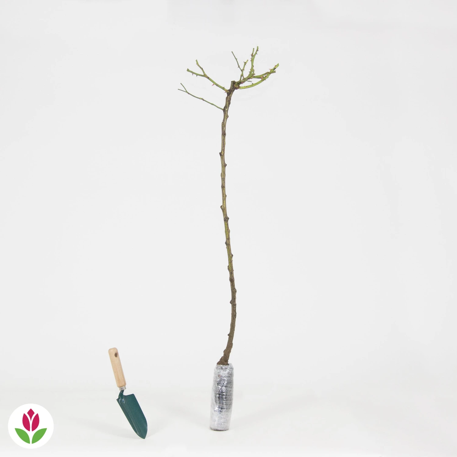 Rosier Pleureur Excelsa Sur Tige 6 Rosier Pleureur Excelsa Sur Tige – Image 4