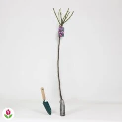 Rosier Bleu Violet Sur Tige -Promos Jardinove Magasin 014539 wil QLZ 014539 1 1706710678042