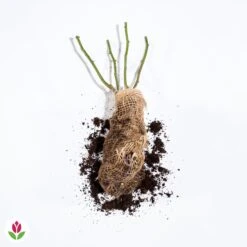 Rosier Anglais Charlie Ausgreen ® -Promos Jardinove Magasin 014958 wil qlh 100657 2 1708339336986