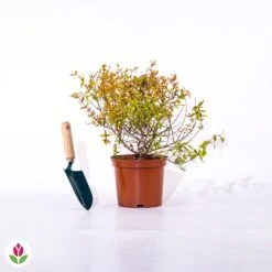 Abélia Kaleidoscope 11 Abélia Kaleidoscope -Promos Jardinove Magasin 015360 wil qlz 015360 1 1705656085503