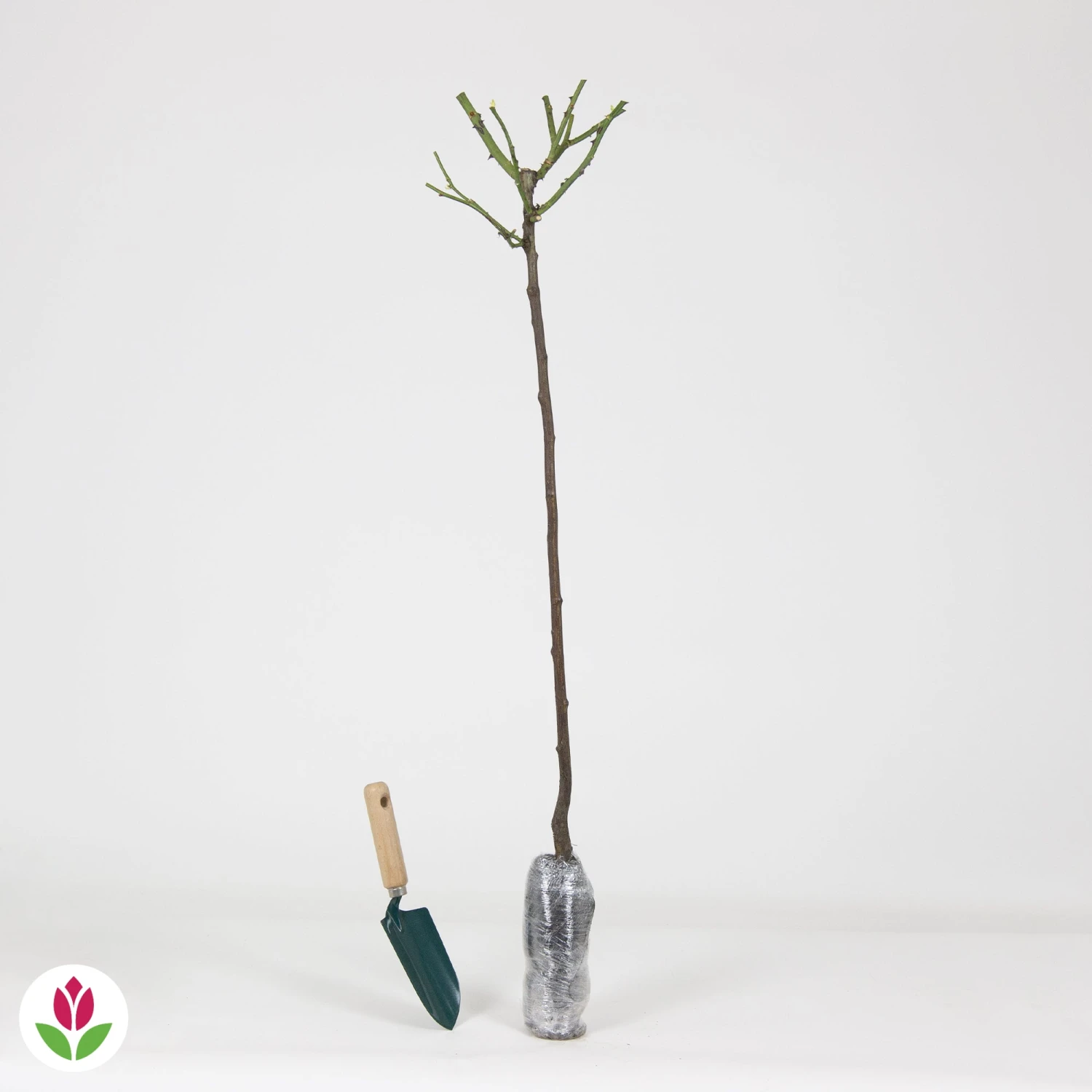 Rosier Sur Tige Ramona 4 Rosier Sur Tige Ramona – Image 2