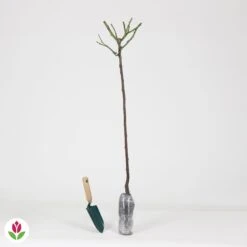 Rosier Sur Tige Osiria 9 Rosier Sur Tige Osiria -Promos Jardinove Magasin 015851 wil QLZ 015851 1 1707233186958