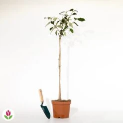 Viorne Boule De Neige Sur Tige -Promos Jardinove Magasin 016501 wil qlh 016501 1 1705069862715