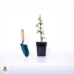 Clématite Taïga -Promos Jardinove Magasin 017087 wil qlp 17087 1 1704377554122