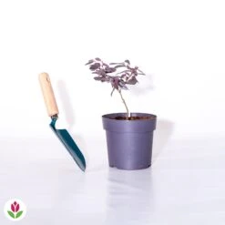 Loropétale Black Pearl -Promos Jardinove Magasin 018110 wil qlh 018110 1 1705481948276