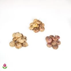 Collection De 30 Glaïeuls Perroquets -Promos Jardinove Magasin 018508 wil QLZ 18508 1 1707831549702