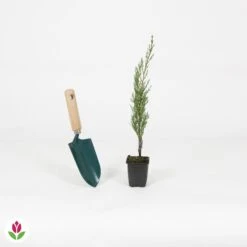 Cyprès Totem -Promos Jardinove Magasin 018566 wil QLA 018566 1 1704727058114