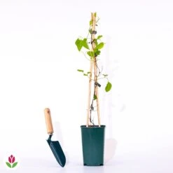 Clématite Rouge Cardinal -Promos Jardinove Magasin 018675 wil qlp 41452 7 1709722722272