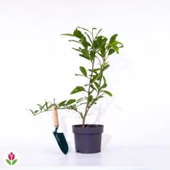 Magnolia étoilé -Promos Jardinove Magasin 018681 wil qlp 018681 1 1705583754397