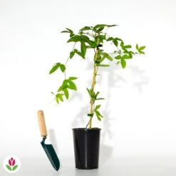 Passiflore Victoria -Promos Jardinove Magasin 018682 wil qlh 100984 7 1709723025892