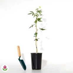 Passiflore Constance Elliot 7 Passiflore Constance Elliot -Promos Jardinove Magasin 018684 wil qlh 018684 1 1709739236216