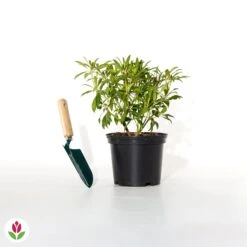 Pieris Forest Flame 11 Pieris Forest Flame -Promos Jardinove Magasin 018687 wil qlh 018687 1 1705484203739