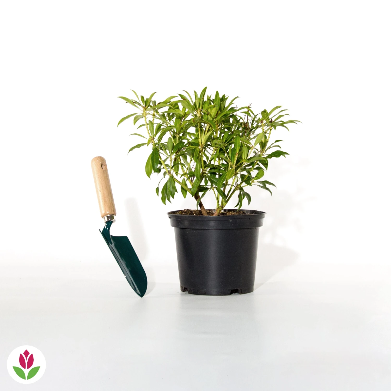 Pieris Forest Flame 7 Pieris Forest Flame – Image 5