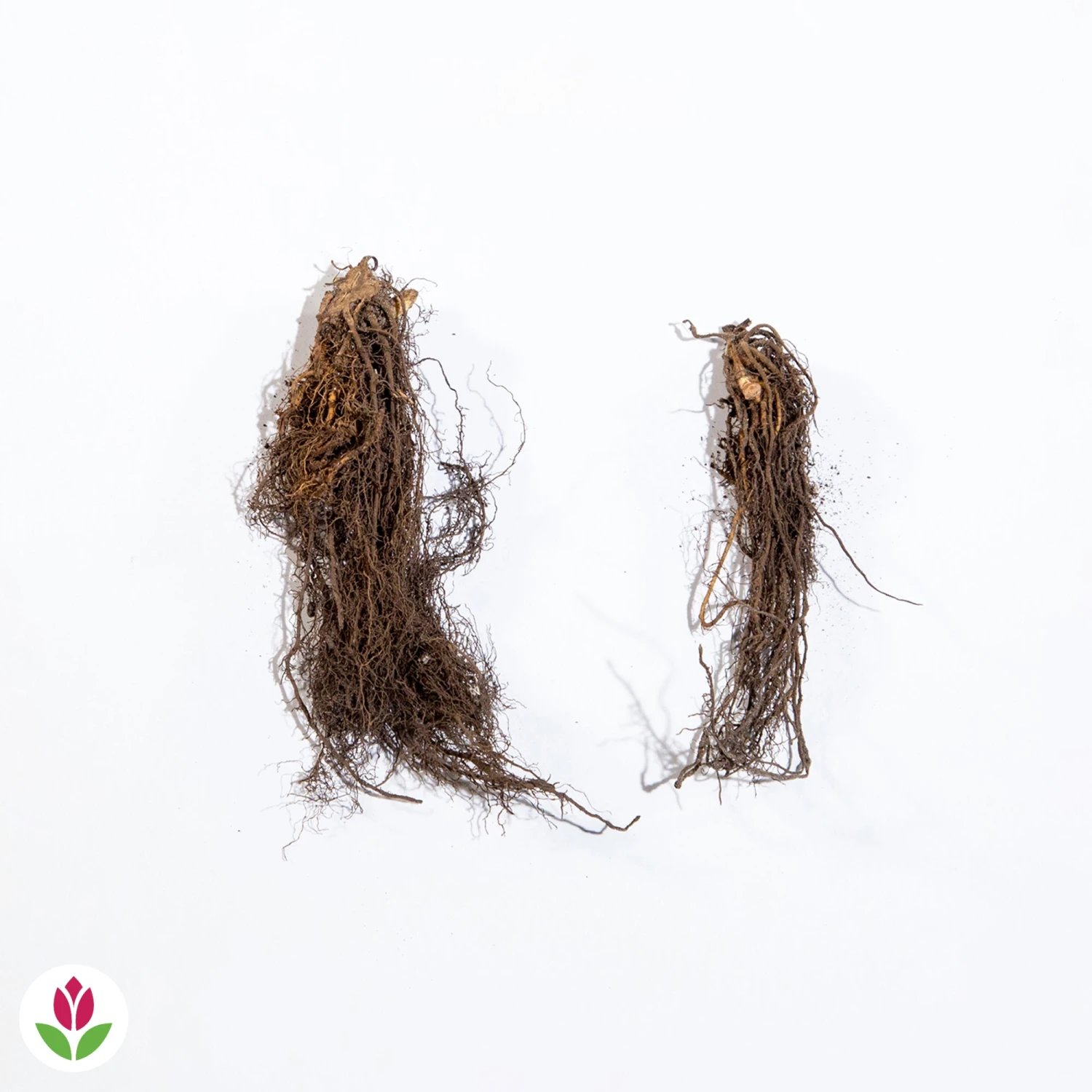 2 Véroniques De Virginie Cupid 4 2 Véroniques De Virginie Cupid – Image 2