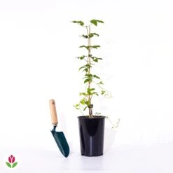 Clématite Double Josephine -Promos Jardinove Magasin 020128 wil qlp 101057 4 1706533335749