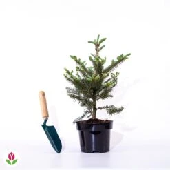 Sapin De Corée 9 Sapin De Corée -Promos Jardinove Magasin 020385 wil qlz 101078 5 1706537725624
