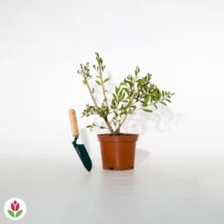 Callistemon Hot Pink - Rince-bouteille Rose 11 Callistemon Hot Pink - Rince-bouteille Rose -Promos Jardinove Magasin 023883 wil qlh 023883 1 1705313691148