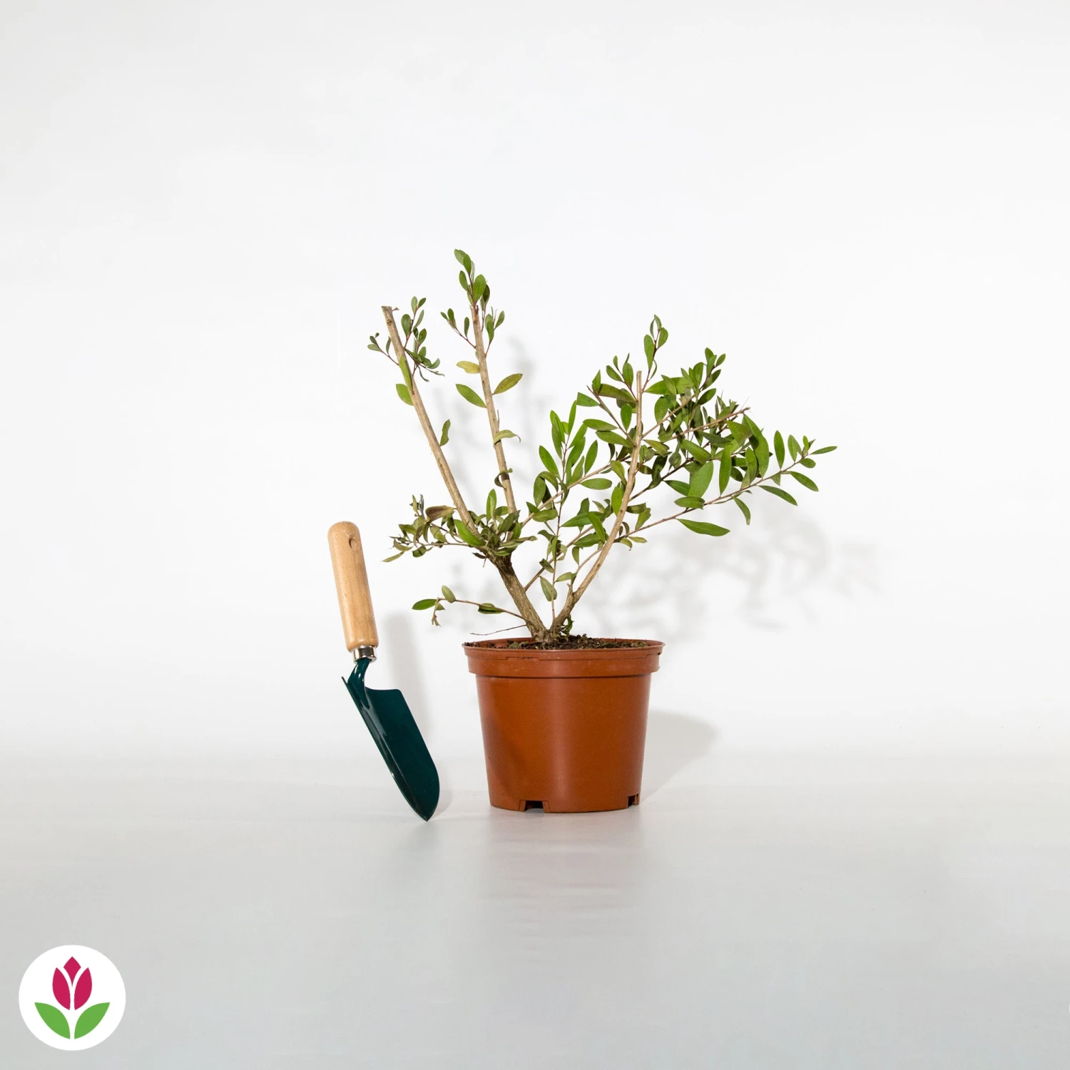 Callistemon Hot Pink - Rince-bouteille Rose 7 Callistemon Hot Pink - Rince-bouteille Rose – Image 5