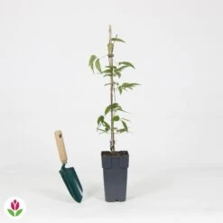 Clématite Montana Rubens -Promos Jardinove Magasin 030780 wil QLA 030780 1 1704725158518