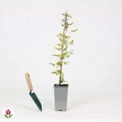 Clématite Olympia -Promos Jardinove Magasin 030784 wil QLA 030784 1 1704723234579