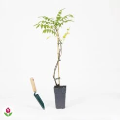 Glycine De Chine Prolific -Promos Jardinove Magasin 030794 wil QLA 030794 1 1704723398619