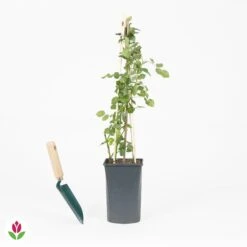 Rosier Grimpant Crazy In Love Rose 7 Rosier Grimpant Crazy In Love Rose -Promos Jardinove Magasin 030795 wil QLA 030795 1 1704723536135