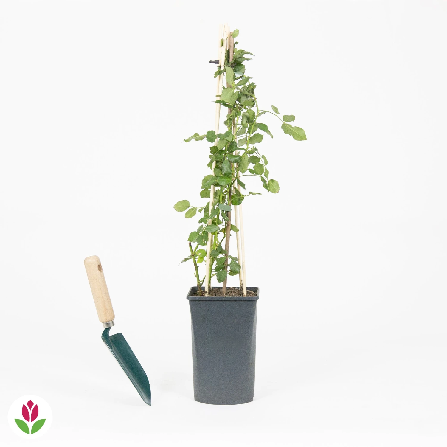 Rosier Grimpant Crazy In Love Rose 5 Rosier Grimpant Crazy In Love Rose â Image 3