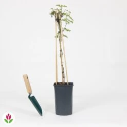 Clématite Avalanche -Promos Jardinove Magasin 030797 wil QLA 030797 1 1704723671707