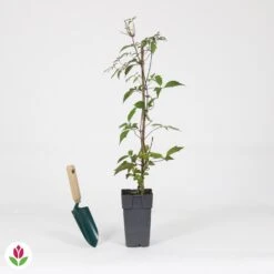 Clématite Nelly Moser -Promos Jardinove Magasin 030805 wil QLA 030805 1 1704725448637