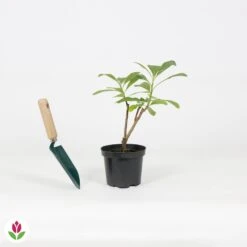 Edgeworthia Grandiflora 7 Edgeworthia Grandiflora -Promos Jardinove Magasin 030814 wil QLA 030814 1 1704723763762