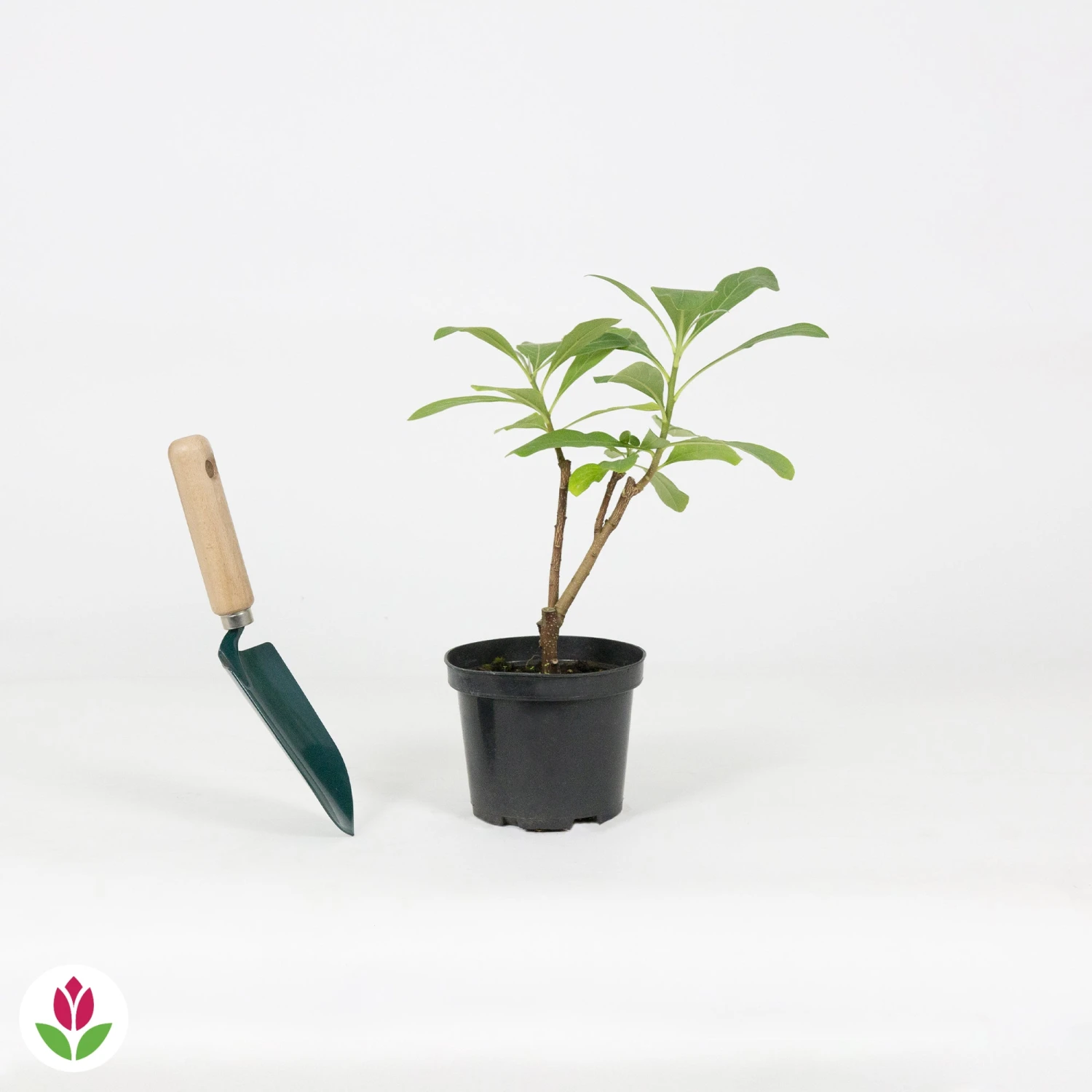 Edgeworthia Grandiflora 5 Edgeworthia Grandiflora – Image 3