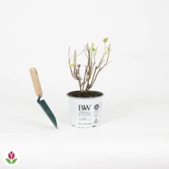 Hortensia Strong Annabelle -Promos Jardinove Magasin 030817 wil QLH 030817 1 1704726436532
