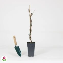 Vigne Vierge Engelmannii -Promos Jardinove Magasin 030818 wil QLH 030818 1 1704726546860