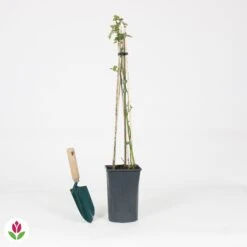 Rosier Grimpant Crazy In Love Rouge 9 Rosier Grimpant Crazy In Love Rouge -Promos Jardinove Magasin 030820 wil QLH 030820 1 1704727916181