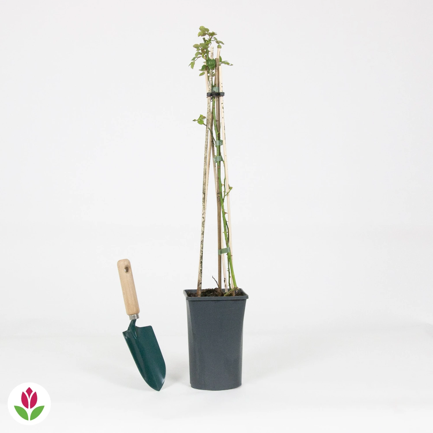 Rosier Grimpant Crazy In Love Rouge 6 Rosier Grimpant Crazy In Love Rouge â Image 4