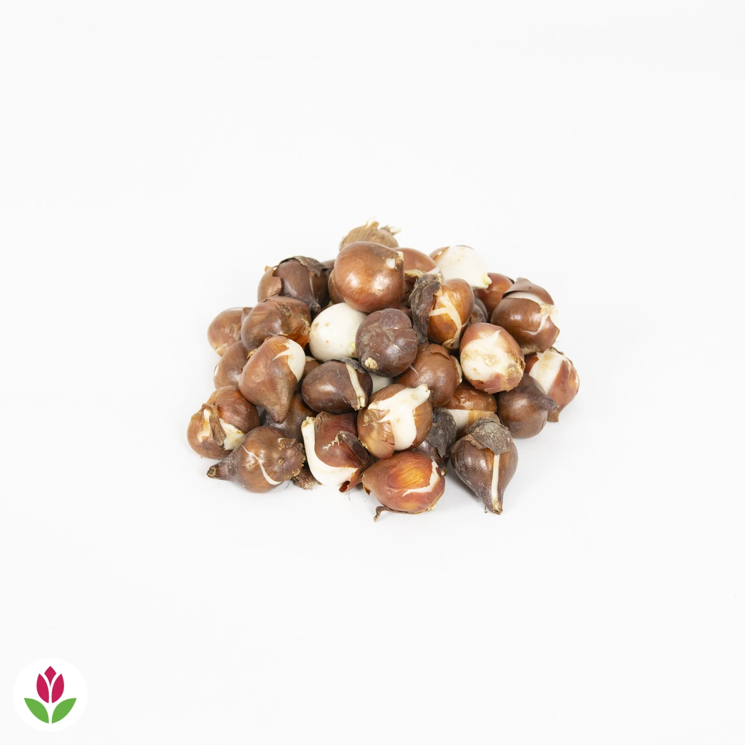 30 Tulipes 60 Days Of Tulips En Mélange 7 30 Tulipes 60 Days Of Tulips En Mélange – Image 5