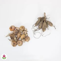 20 Bulbes De Fleurs The Purple Bag En Mélange -Promos Jardinove Magasin 030836 wil QLZ 030836 1 1709717864483